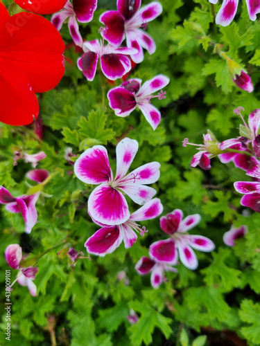 Close up of geranium plant. Pelargonium Veronica Contreras. Pancy face pelargonium. Angel pelargonium. Verdale. photo