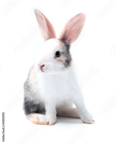 Young adorable bunny stand on white background. Cute baby rabbit for Easter and new born celebretion.  1  month pet © soultkd