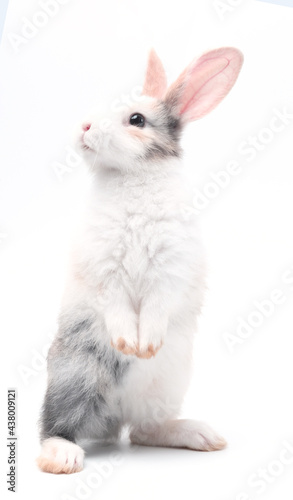 Young adorable bunny stand on white background. Cute baby rabbit for Easter and new born celebretion.  1  month pet