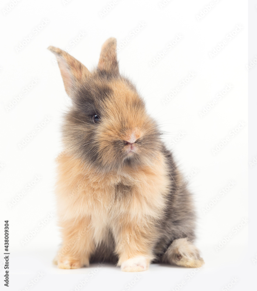 Baby rabbit 1 month old on white background Baby rabbit 1 month old on white background