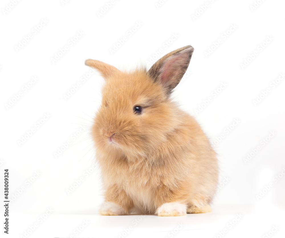 Baby rabbit 1 month old on white background Baby rabbit 1 month old on white background