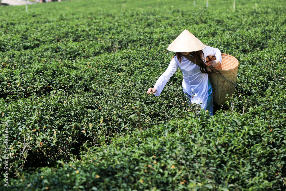 Vietnamese woman in white ao dai or Vietnamese traditional dress with straw hat and basket working in green tea field Vietnamese woman in white ao dai or Vietnamese traditional dress with straw hat and basket working in green tea field