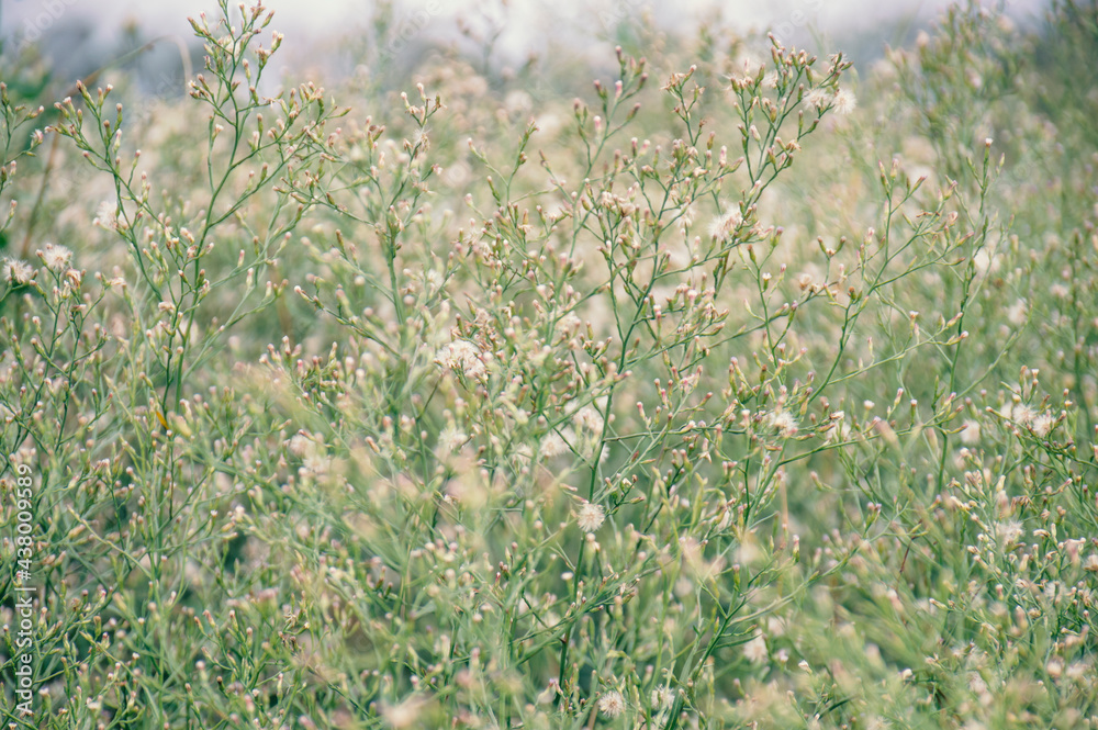 Close-up of beautiful meadow background. Selective focus grassland.