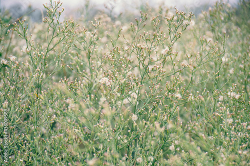 Obraz na płótnie Close-up of beautiful meadow background. Selective focus grassland. w salonie