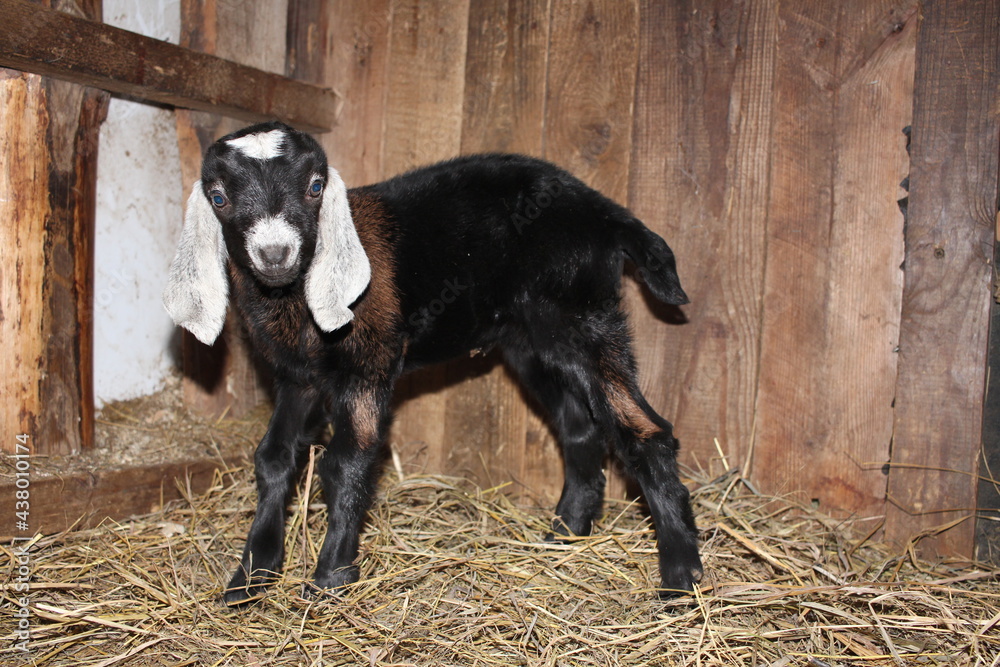 little nubian baby goat newborn cute farm animals little nubian baby goat newborn cute farm animals