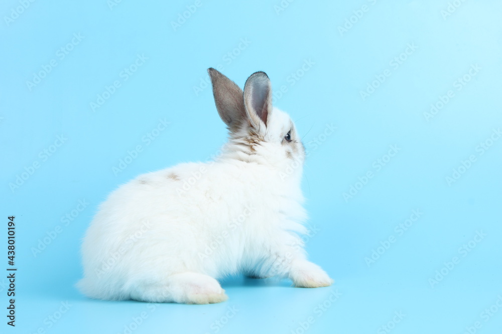 Obraz premium Baby lovely rabbit on blue background. Cute fluffy little bunny with bright blue screen.