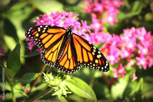 monarch butterfly on flower © Samuel