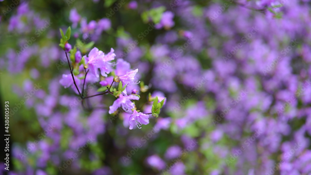 Fototapeta premium 春の花 コバノミツバツツジ