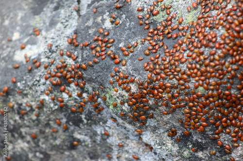 ladybugs on rocks