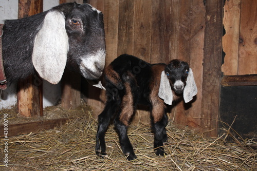 a goat with a cub a newborn baby goat with its mother on the farm animals
