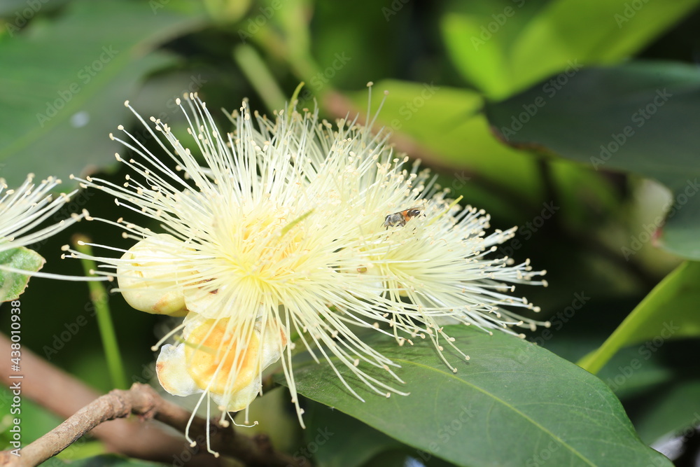 Bee in Rose apple flowers at very high tree. Flower blooming attracts insect to pollinate in spring. Bee in Rose apple flowers at very high tree. Flower blooming attracts insect to pollinate in spring.