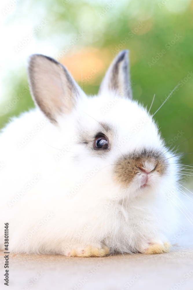 Young baby rabbit is on wood with green bokeh nature background. Adorable and cute new born rabbit .