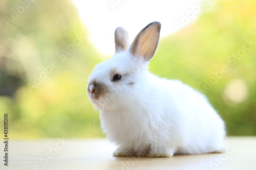Young baby rabbit is on wood with green bokeh nature background. Adorable and cute new born rabbit .