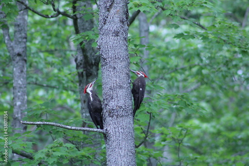 A pair of Pileated Woodpeckers