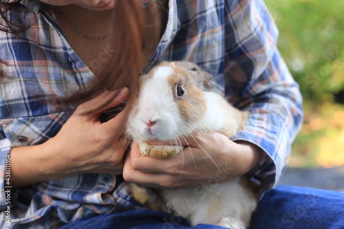 Adorable adult rabbit in woman's arm with care and love tenderly. Farmer holds bunny and friendship in nature.