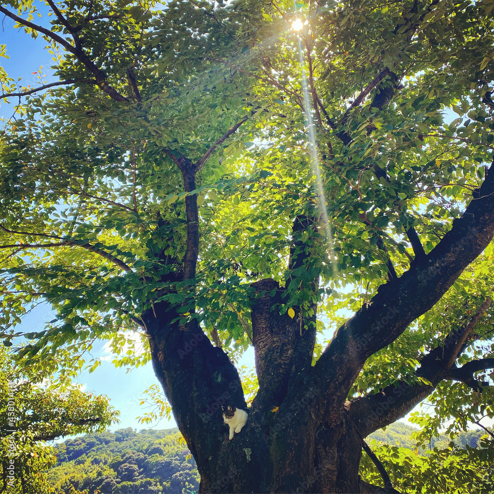 Naklejka premium sunshine tree