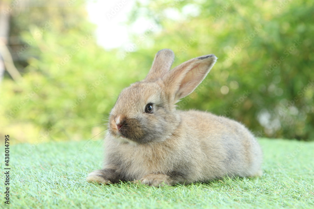 Cute litte rabbit on green grass with natural bokeh as background. Young adorable bunny playing in garden. Cute litte rabbit on green grass with natural bokeh as background. Young adorable bunny playing in garden.