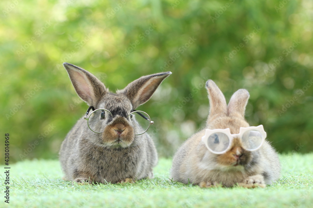 Student and school concept with cute litte rabbit wearing eyeglasses on green grass with natural bokeh as background. Young adorable bunny playing in garden. Student and school concept with cute litte rabbit wearing eyeglasses on green grass with natural bokeh as background. Young adorable bunny playing in garden.