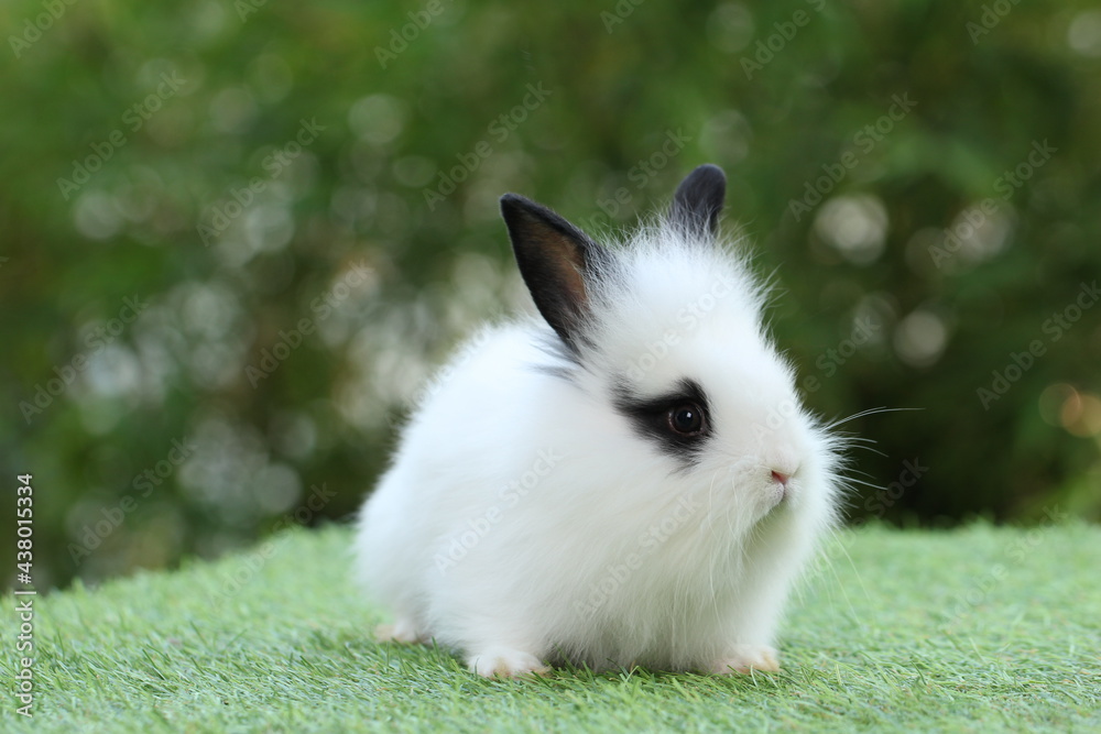 Cute litte rabbit on green grass with natural bokeh as background. Young adorable bunny playing in garden. Cute litte rabbit on green grass with natural bokeh as background. Young adorable bunny playing in garden.