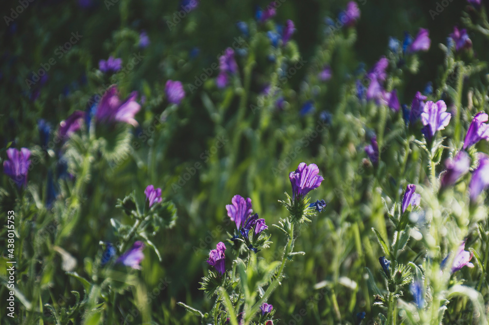 Lilac Ruellia flowers with green leaves background