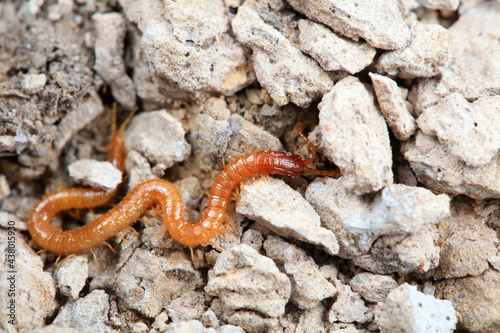 Centipede crawls on the ground, North China © zhang yongxin