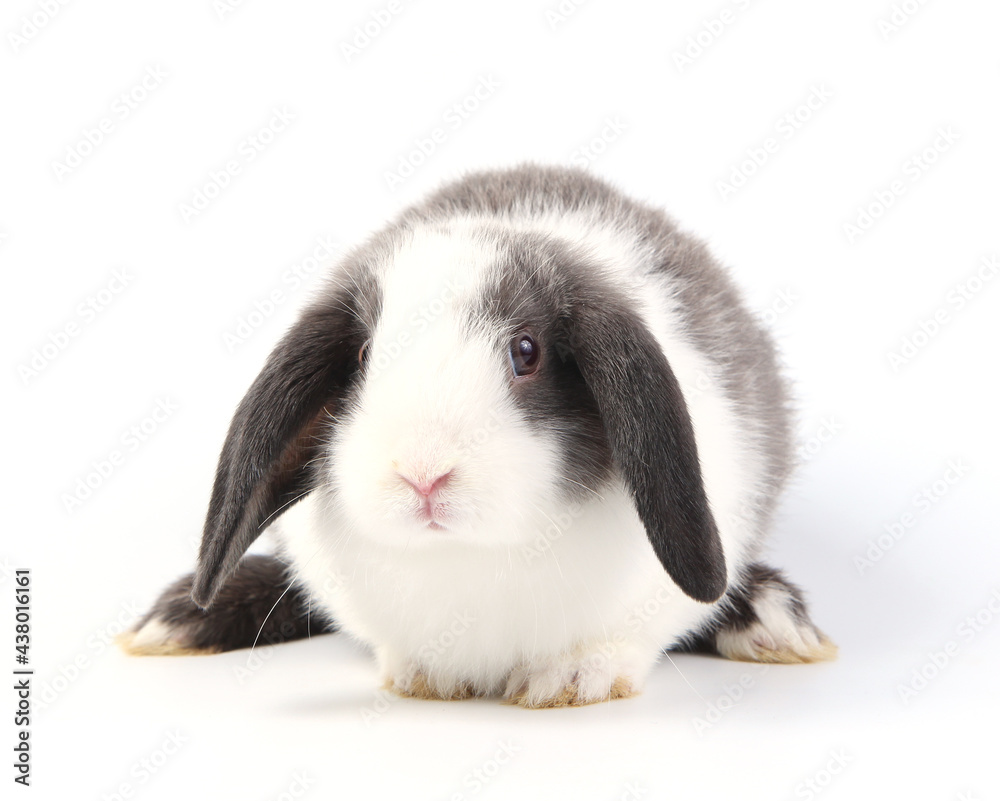 Young adorable bunny sits on white background. Cute baby rabbit for Easter and new born celebretion. 2 months pet Young adorable bunny sits on white background. Cute baby rabbit for Easter and new born celebretion. 2 months pet