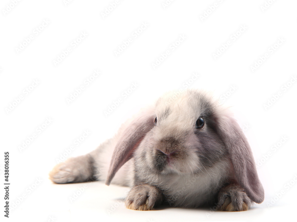 Young adorable bunny sits on white background. Cute baby rabbit for Easter and new born celebretion.  2 months pet