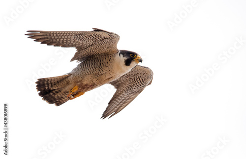 Платно A peregrine falcon in flight at full speed - up close at Point Vicente in Palos