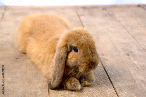 Brown cute baby rabbit on wood table. Adorable young bunny in lovely action. Famous small pet.