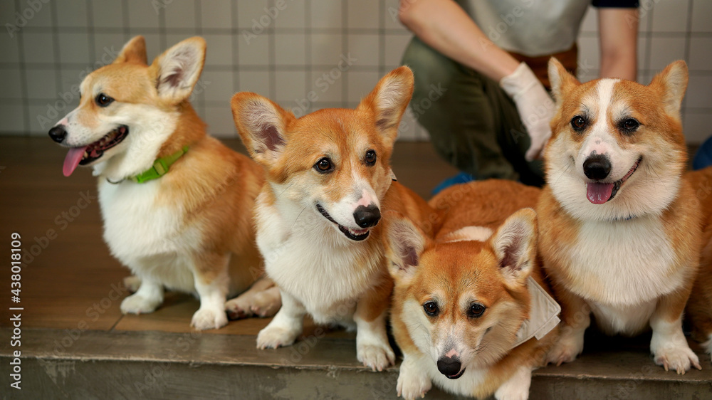Corgi in modern house. Pembroke Welsh Corgi, originated in Pembrokeshire, Wales. Welsh Corgi or Cardigan Welsh Corgi descend from northern spitz-type dogs. Corgi in modern house. Pembroke Welsh Corgi, originated in Pembrokeshire, Wales. Welsh Corgi or Cardigan Welsh Corgi descend from northern spitz-type dogs.
