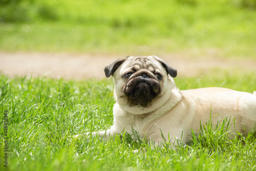 a young pug lies on the green grass while walking with a funny face