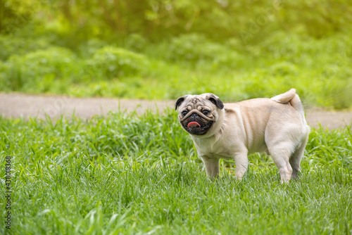 portrait of a cheerful pug dog that walks in a summer green clearing