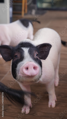 White and black dot small pig and adult pig as friendly pet. Lovely and cute piggy. © soultkd