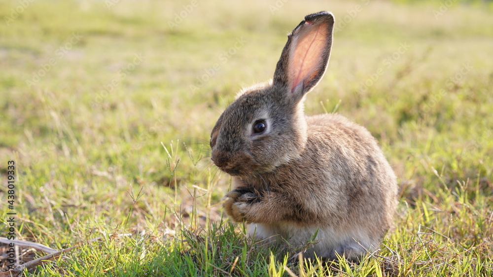 Rabbit in green field and farm way. Lovely and lively bunny in nature with happiness. Young rabbit in forest. Rabbit in green field and farm way. Lovely and lively bunny in nature with happiness. Young rabbit in forest.