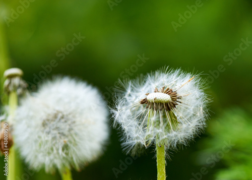 white dandelion large blanc grows in nature