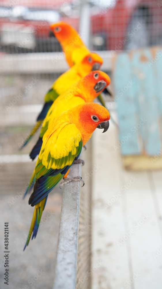 Naklejka premium Orange love bird, three color lovely parrot in bird cage. Wing pet with colorful feather stay in white steel house.