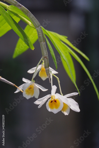 Dendrobium bensoniae orchids flower close up in nature.  beautiful white Orchids in botanic garden