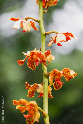Vandopsis lissochiloides orchids flower close up in nature.  beautiful orange Orchids in botanic garden