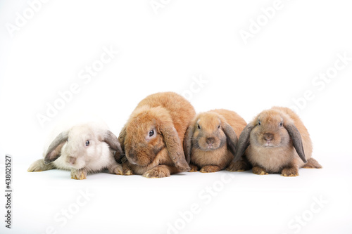 Baby adorable rabbit on white background. Young cute bunny in many action and color. Lovely pet with fluffy hair hare.