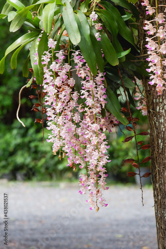 beautiful pink Aerides falcata orchid flower