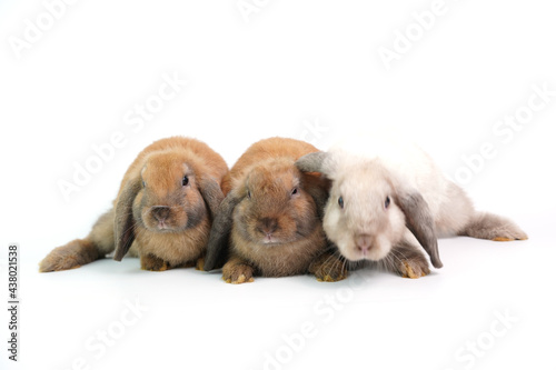 Baby adorable rabbit on white background. Young cute bunny in many action and color. Lovely pet with fluffy hair hare.