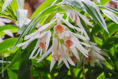 Thunia alba orchids flower close up in nature. beautiful white Orchids in botanic garden