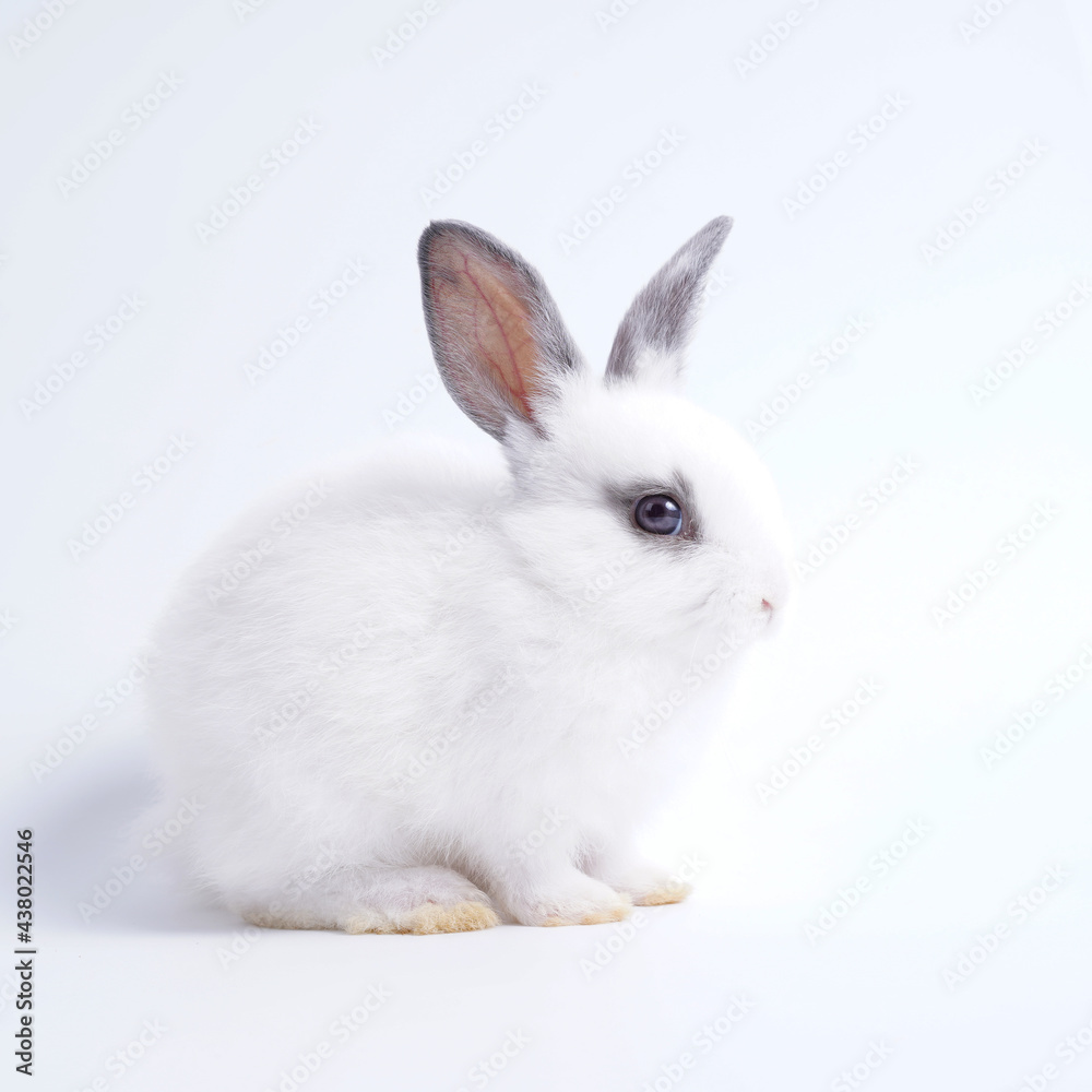 Baby white and black dot rabbit on white background. Cute little bunny as lovely pet. Baby white and black dot rabbit on white background. Cute little bunny as lovely pet.