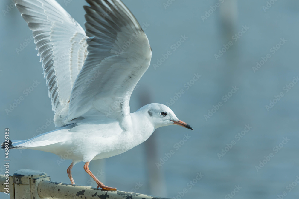 Obraz premium 飛び立つ鳥