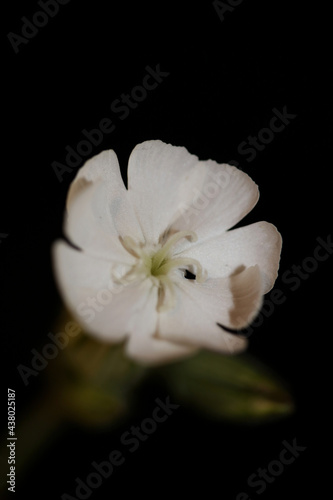 White flower blossom close up botanical background silene latifolia family caryophyllceae high quality big size print