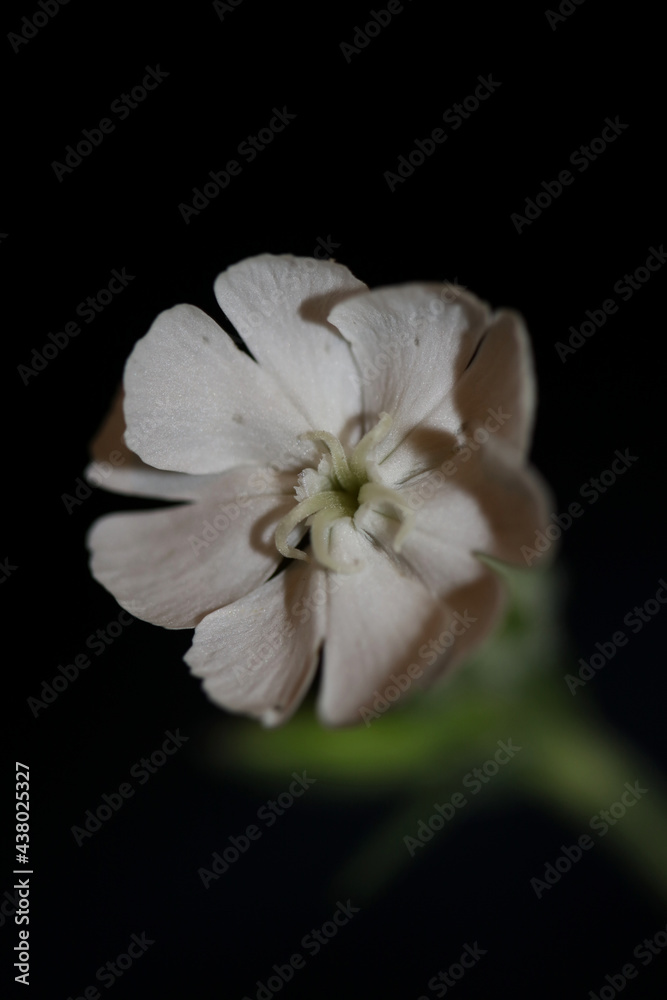 White flower blossom close up botanical background silene latifolia family caryophyllceae high quality big size print