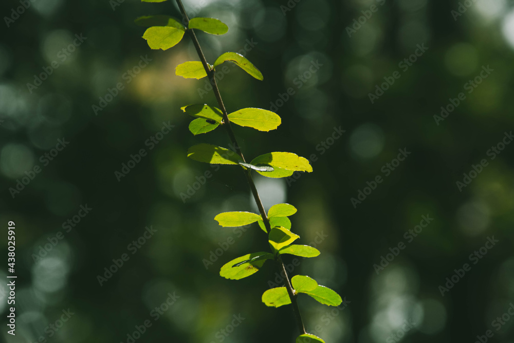 Natural forests and various trees that are full of greenery. Natural forests and various trees that are full of greenery.