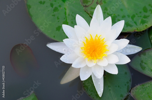 Attractive Wet White Water Lily