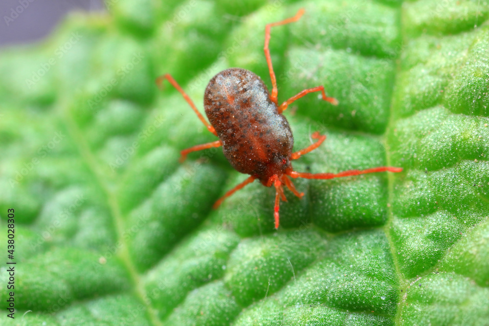 A tick mite in green leaves, North China A tick mite in green leaves, North China