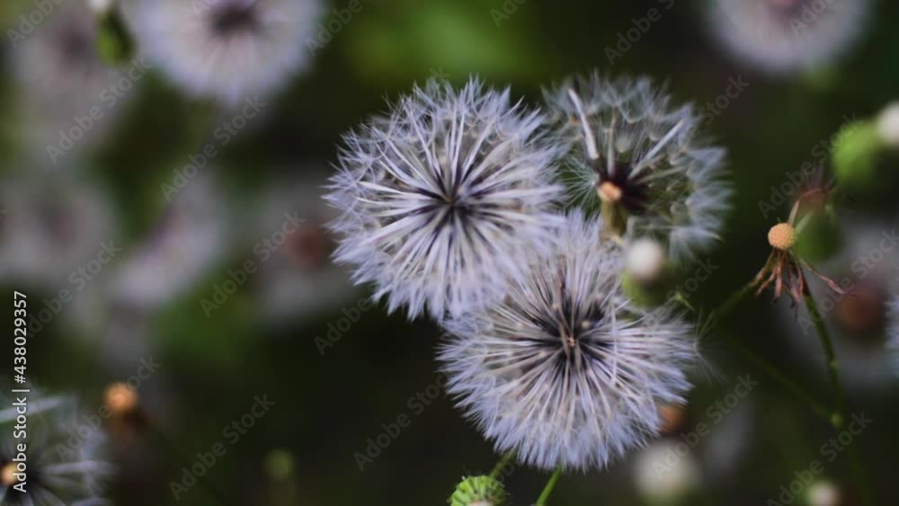 Colorful patch of dandelion flowers softly blowing in the wind Colorful patch of dandelion flowers softly blowing in the wind